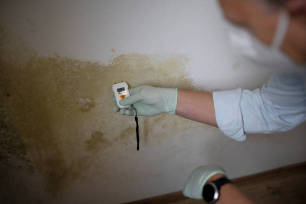 Office Mold Removal Services in Conning Towers Nautilus Park, CT
