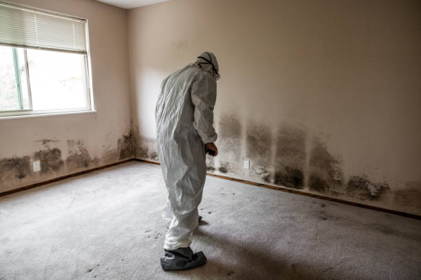 Best Best Mold Removal Companies  in Conning Towers Nautilus Park, CT