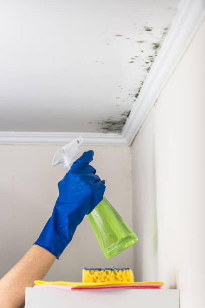 Best Commercial Mold Removal  in Conning Towers Nautilus Park, CT