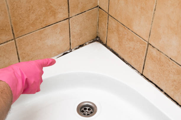 Best Residential Mold Removal  in Conning Towers Nautilus Park, CT